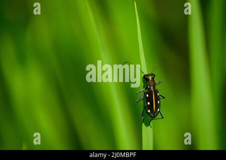Wonderful Tiger beetle sitting on green leaf.  yellow spotted tiger beetle (chalochroa flavomaculata) Stock Photo