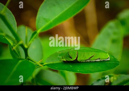 Caterpillar of common mormon butterfly (Papilio polytes) Stock Photo