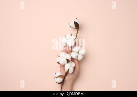 Female hand holding a twig with cotton flowers on a beige background, Stock Photo