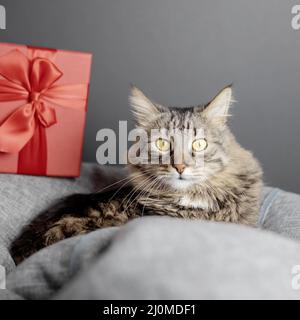 A cute domestic cat lies on a beanbag chair and looks directly against the background of a red gift box. Focus on the cat's face Stock Photo