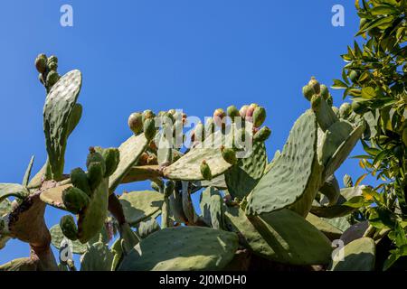 Prickly Pears (Opuntia) growing in the Californian sunshine Stock Photo
