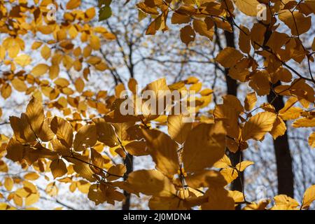 European beech or common beech (Fagus sylvatica) golden leaves in autumn. Yellow foliage. Backlit. Stock Photo