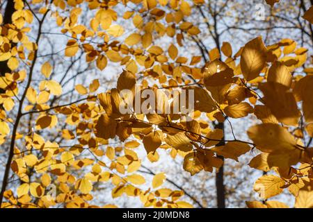 European beech or common beech (Fagus sylvatica) golden leaves in autumn. Yellow foliage. Backlit. Stock Photo