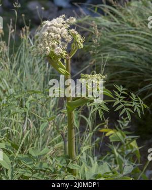 Seed heads and flower umbels of cow parsnip (Heracleum maximum) close up. Detail. Stock Photo