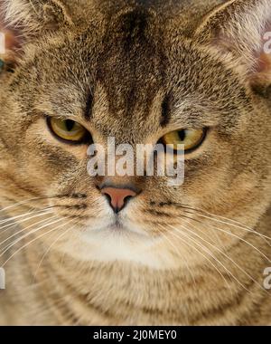 Portrait of an adult straight-eared Scottish gray cat, close up Stock Photo