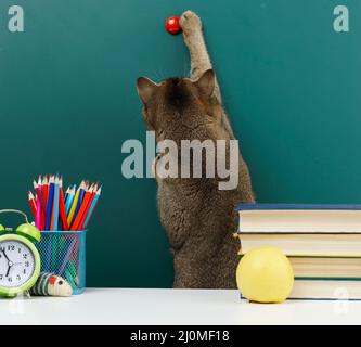 Adult straight-eared Scottish gray cat stretches his paw to the top against the background of a school blank green board. Back t Stock Photo