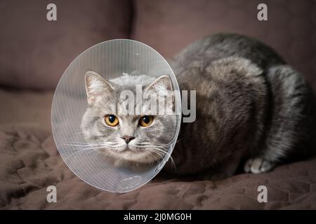 Sick gray Scottish Straight breed cat wearing pet medical collar cone Elizabethan collar to avoid licking at house. British cat Stock Photo