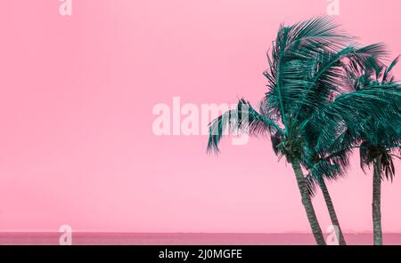 Green coconut palm trees on summer colorful pink sky with copy space. Beautiful tropical seascape background minimal style. Stock Photo