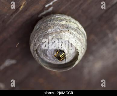 European common wasp (Vespula vulgaris) coming out of the nest. Stock Photo