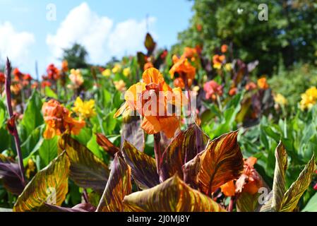 Canna flowers against blue sky Stock Photo