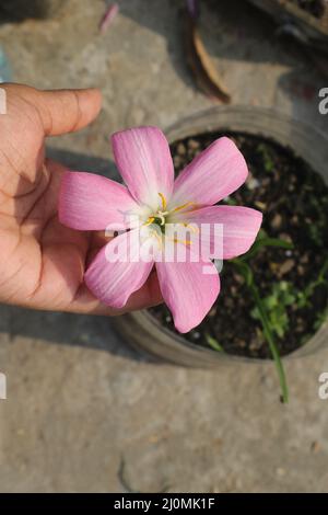 This is one kind of giant rain lily with beautiful sweet pink ,white and yellow color combination . This lily is Zephyranthes Species  . Stock Photo