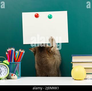 An adult straight-eared Scottish gray cat stretches its paw to the top against the background of a school green chalkboard. Back Stock Photo