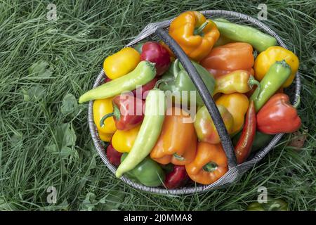 Bulgarian pepper fruits in a basket on the grass. Stock Photo