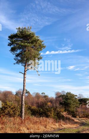 Lone Scott's Pine tree in the Ashdown Forest Stock Photo