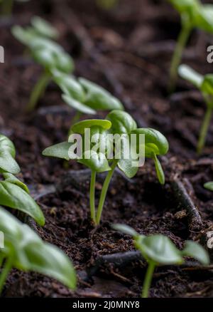 Basil (Ocimum basilicum) also known as Genovese , sweet  or great basil seedlings in a germination tray. Stock Photo