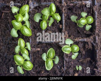 Basil (Ocimum basilicum) also known as Genovese , sweet  or great basil seedlings in a germination tray. Stock Photo