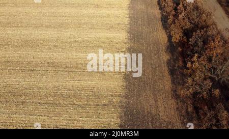 Aerial Drone View Flight Over on Cornfield with Yellow Straw After Harvest Stock Photo