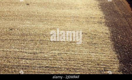 Aerial Drone View Flight Over on Cornfield with Yellow Straw After Harvest Stock Photo