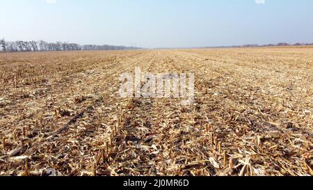 Aerial Drone View Flight Over on Cornfield with Yellow Straw After Harvest Stock Photo