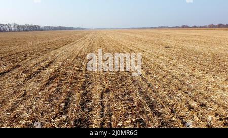 Aerial Drone View Flight Over on Cornfield with Yellow Straw After Harvest Stock Photo