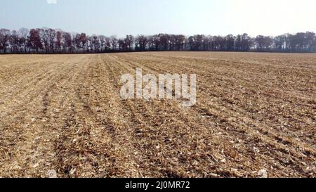 Aerial Drone View Flight Over on Cornfield with Yellow Straw After Harvest Stock Photo