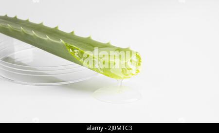 Close up view of aloe vera beauty concept Stock Photo