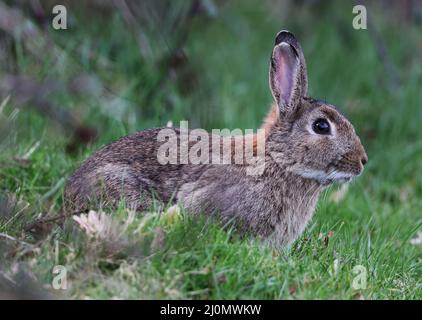 A wild rabbit on Langley Hill Winchcombe Gloucestershire UK Stock Photo