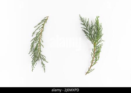 Coniferous branches light desk Stock Photo