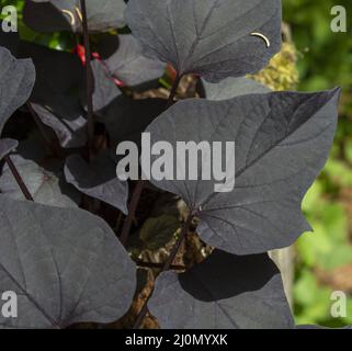 The sweet potato or sweetpotato (Ipomoea batatas) dark leaves in the garden. Black foliage of Morning glory. Stock Photo