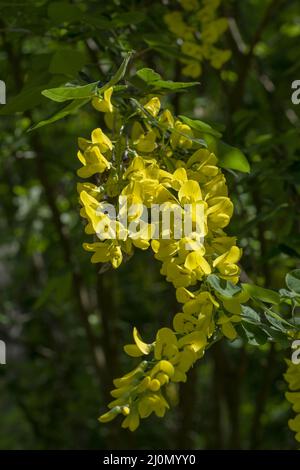 Yellow flowers of the common laburnum (Laburnum anagyroides) in the summer. Blooming golden chain or golden rain in the garden. Stock Photo