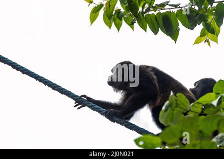 Closeup shot of a Colombian red howler monkey climbing on a cable Stock Photo