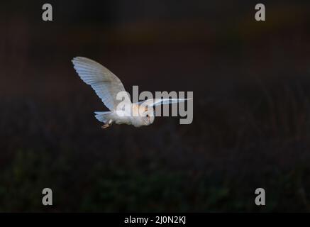 Barn Owl Tyto alba in flight and hunting in North Norfolk, UK Stock Photo