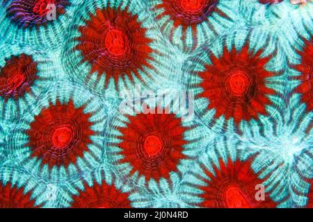 Close-up of coral polyps (Acropora), Papua New Guinea Stock Photo