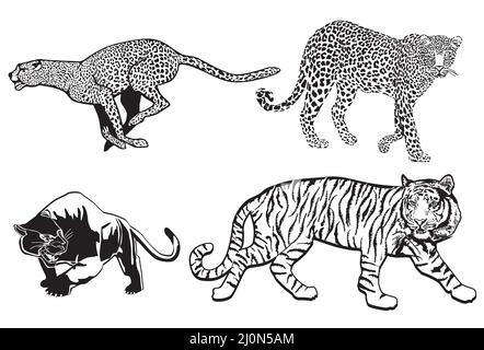 Tiger Leopard Panter Cheetah, isolated on white background. illustration Stock Vector