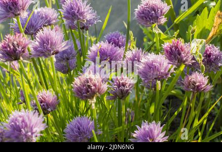 Purple Chives flowers. Flowering chives in the garden. Selective focus. Bokeh. Stock Photo