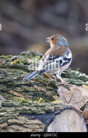 Chaffinch (Fringilla coelebs) standing on a dead tree Stock Photo