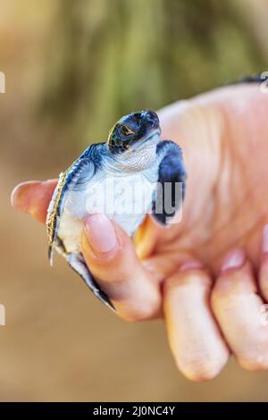 Cute black turtle baby on hands in Bentota Sri Lanka. Stock Photo