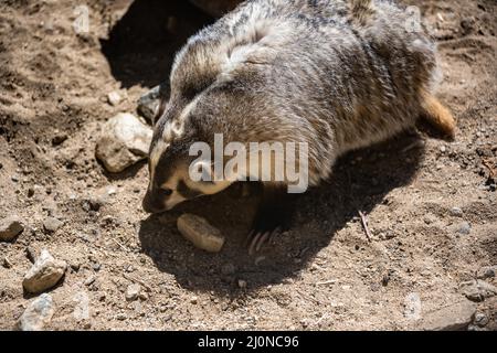 An American Badger in Palm Springs, California Stock Photo