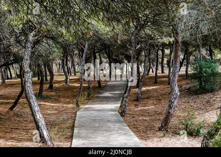 The wooden boardwalk leading through the famous chameleon forest at the beach in Rota Stock Photo