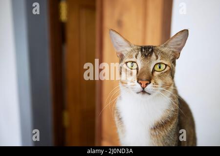 Hungry domestic cat patiently waiting in front of the door of the house and looking at camera. Themes domestic life with pets Stock Photo