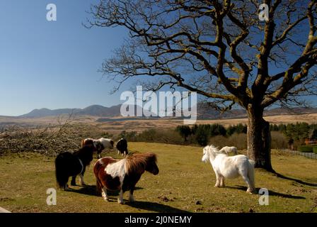 The Rhinog Mountain range, Snowdonia Stock Photo