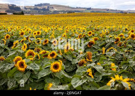 A field full of Sunflowers (Helianthus annuus) in New Zealand Stock Photo