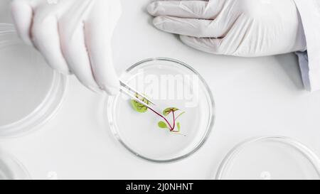 Top view researcher biotechnology laboratory with petri dish. High quality and resolution beautiful photo concept Stock Photo