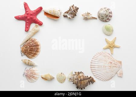 Top view shells frame concept. High quality and resolution beautiful photo concept Stock Photo