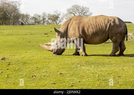 White Rhinoceros, Rhino, Ceratotherium simum, grazing on a sunny day Stock Photo