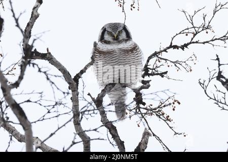 northern hawk-owl or northern hawk owl (Surnia ulula) Norway Stock Photo