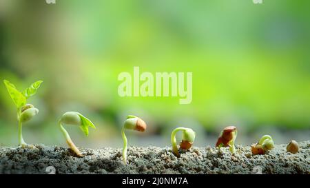 Close-UP of pea sprouts germinating in soil. Germinated seeds sequences and growth of pea plant. Seed germinating. Concept of Environmental day. Pea . Stock Photo
