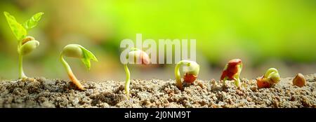 Close-UP of pea sprouts germinating in soil. Germinated seeds sequences and growth of pea plant. Seed germinating. Concept of Environmental day. Pea . Different stages of pea germination. Stock Photo