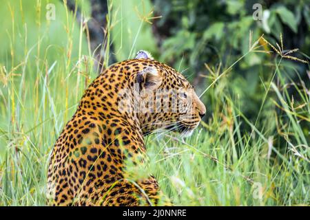 Leopard in  Masai Mara Reserve Stock Photo