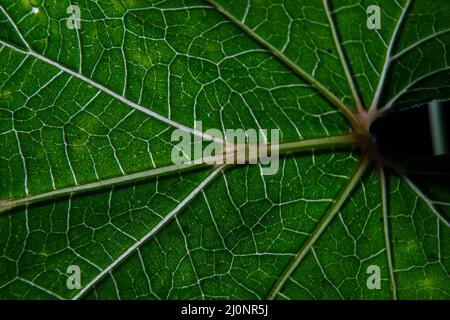 closeup photo of plant leaf veins Stock Photo